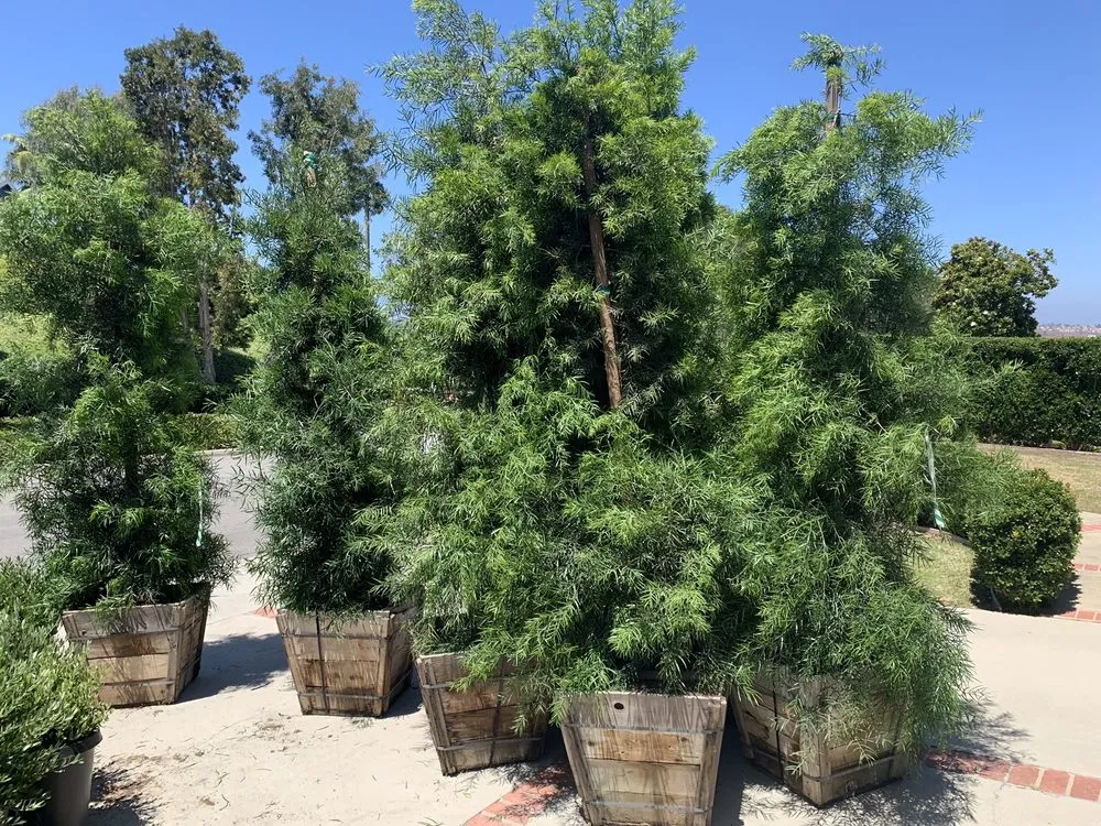 Reliable lawn mowing service in Laguna Beach, CA by Nature's Gardeners