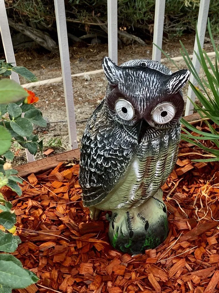 Custom residential landscaping in Laguna Beach, CA by Nature's Gardeners