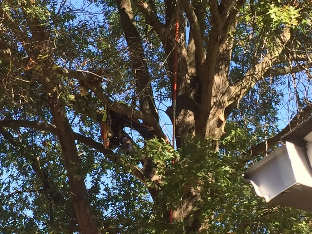 Custom lawn mowing service in Louisa, VA by Nature's Grace Land and Tree