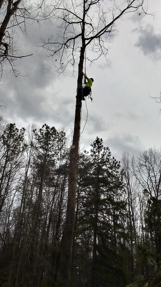 Trusted garden landscaping for outdoor upgrades across Louisa, VA - Nature's Grace Land and Tree