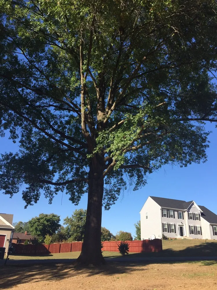 Reliable landscape installation in Louisa, VA by Nature's Grace Land and Tree