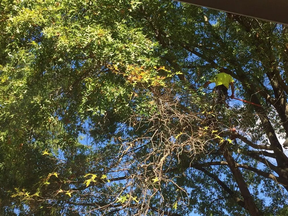 Expert residential landscaping for outdoor upgrades across Louisa, VA - Nature's Grace Land and Tree