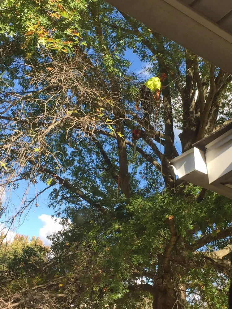 Top-rated garden landscaping for homes across Louisa, VA - Nature's Grace Land and Tree