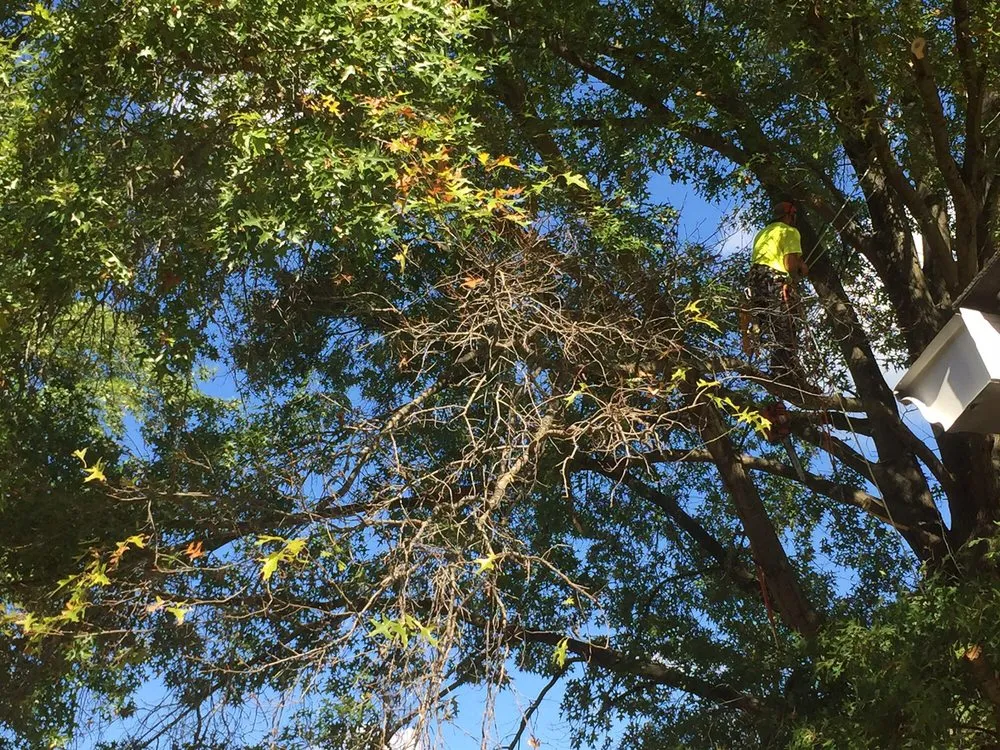 Expert residential landscaping experts serving Louisa, VA - Nature's Grace Land and Tree