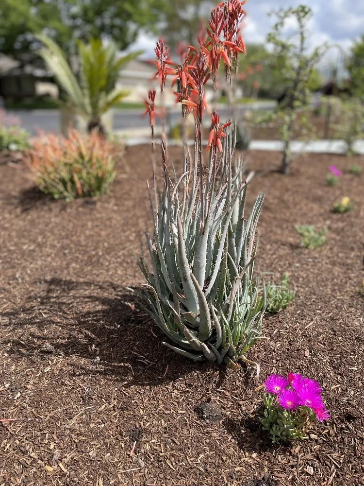 Professional landscape design in Sacramento, CA - Nature's Harmony