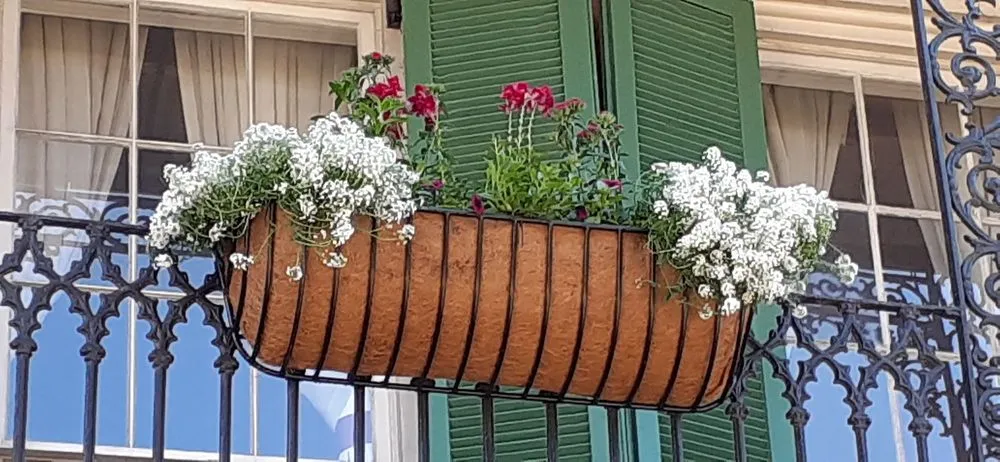 Professional yard maintenance for year-round maintenance in New Orleans, LA by Nature's Impressions