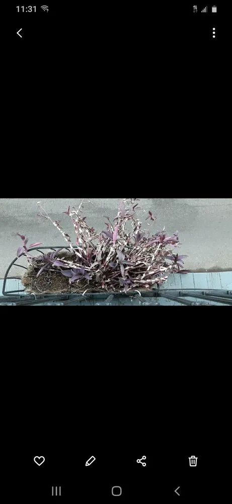 Custom yard maintenance in New Orleans, LA - Nature's Impressions