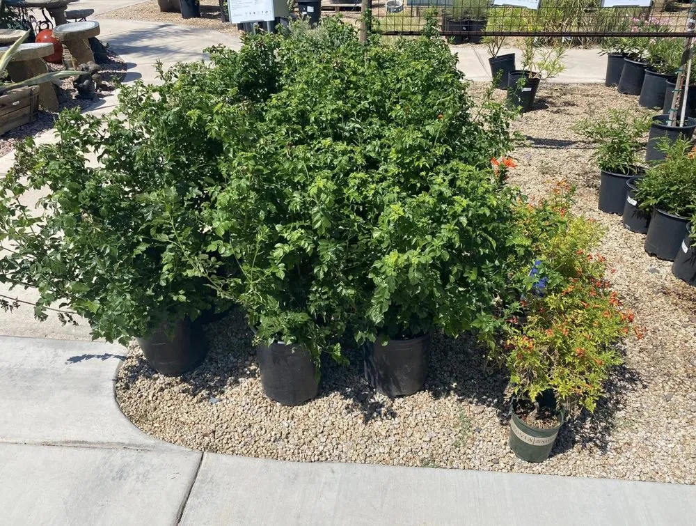 Top-rated residential landscaping in Phoenix, AZ by Nature’s Oasis Landscaping