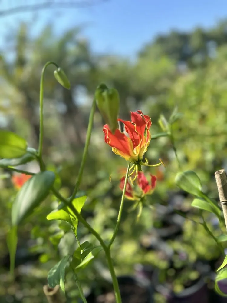 Custom landscape installation for year-round maintenance in Baton Rouge, LA by Nature's Own Nursery