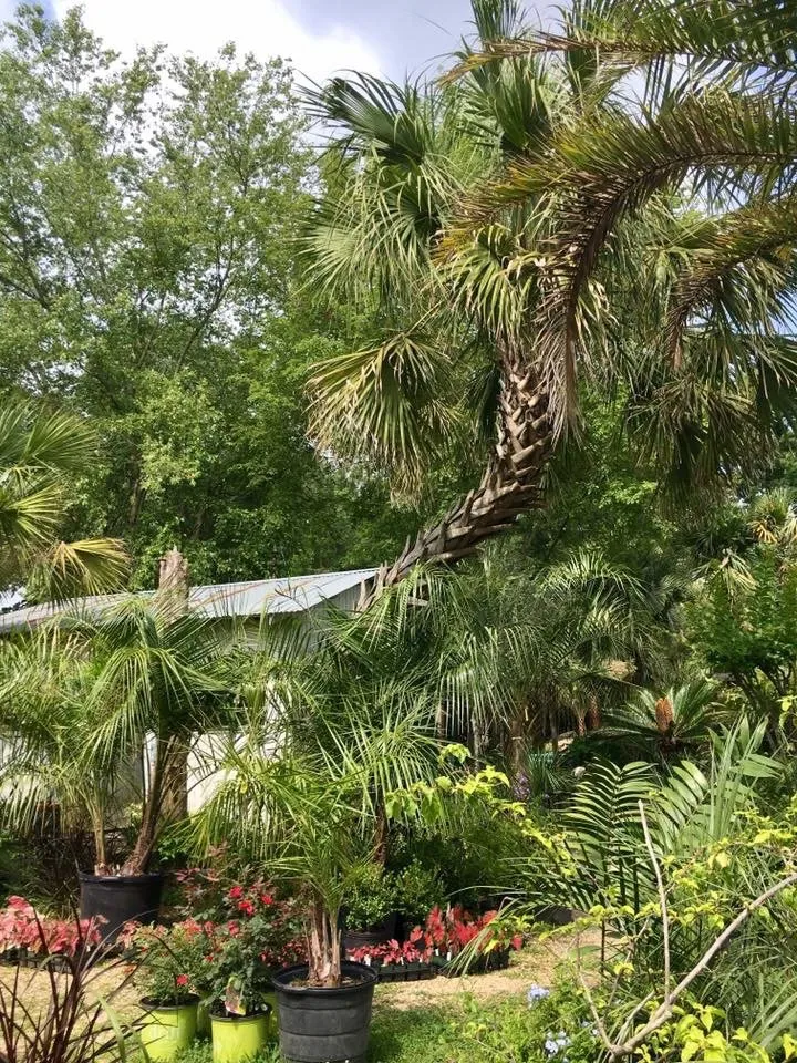 Local garden landscaping experts serving Baton Rouge, LA - Nature's Own Nursery