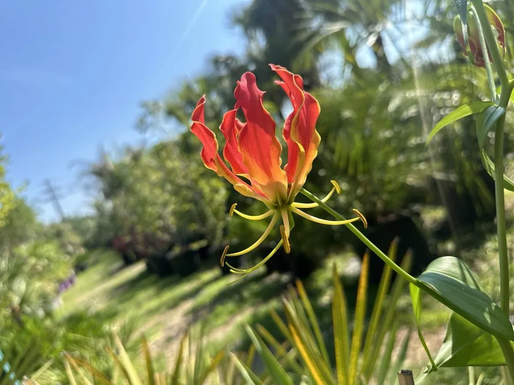 Top-rated yard cleanup service for outdoor upgrades in Baton Rouge, LA by Nature's Own Nursery