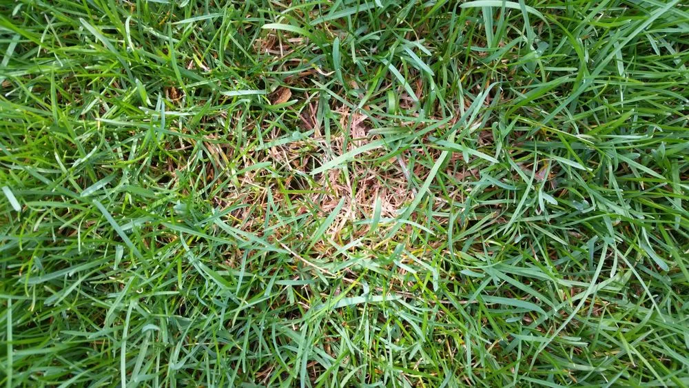 Reliable landscape design for homes across Scotch Plains, NJ - Nature's Own