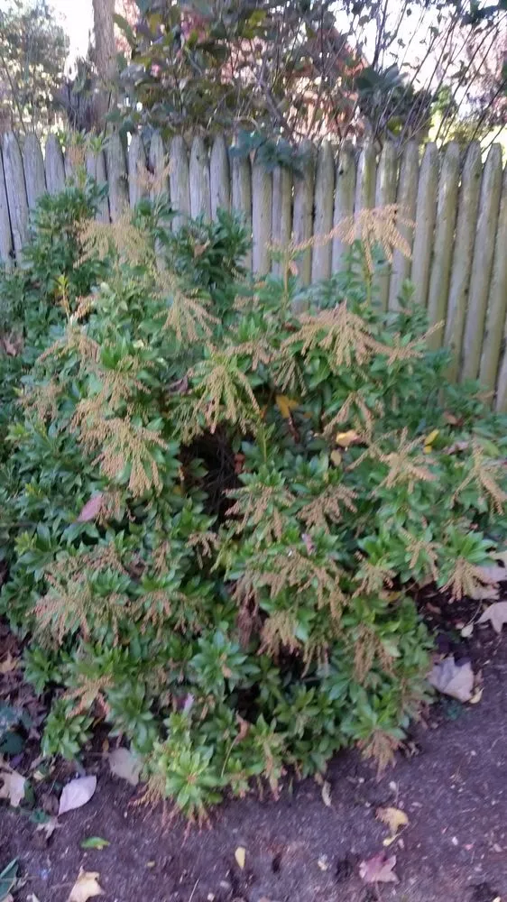 Top-rated yard cleanup service for outdoor upgrades in Scotch Plains, NJ by Nature's Own