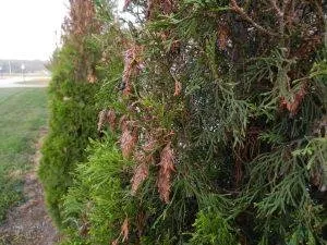 Custom residential landscaping for year-round maintenance across Scotch Plains, NJ - Nature's Own