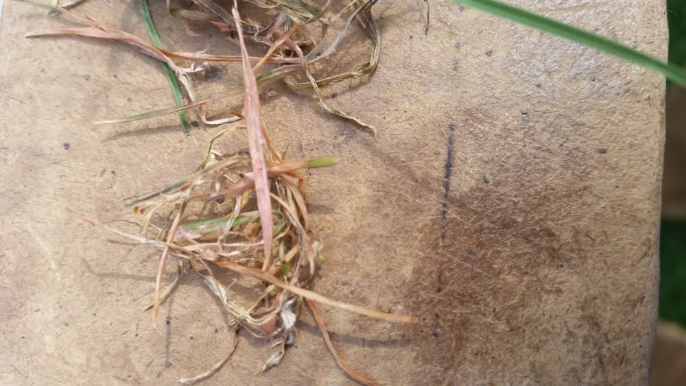 Local lawn care service in Scotch Plains, NJ by Nature's Own