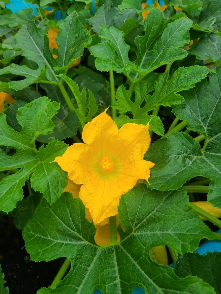 Trusted landscaping services in Middleburg, FL by Nature's Path Land Care