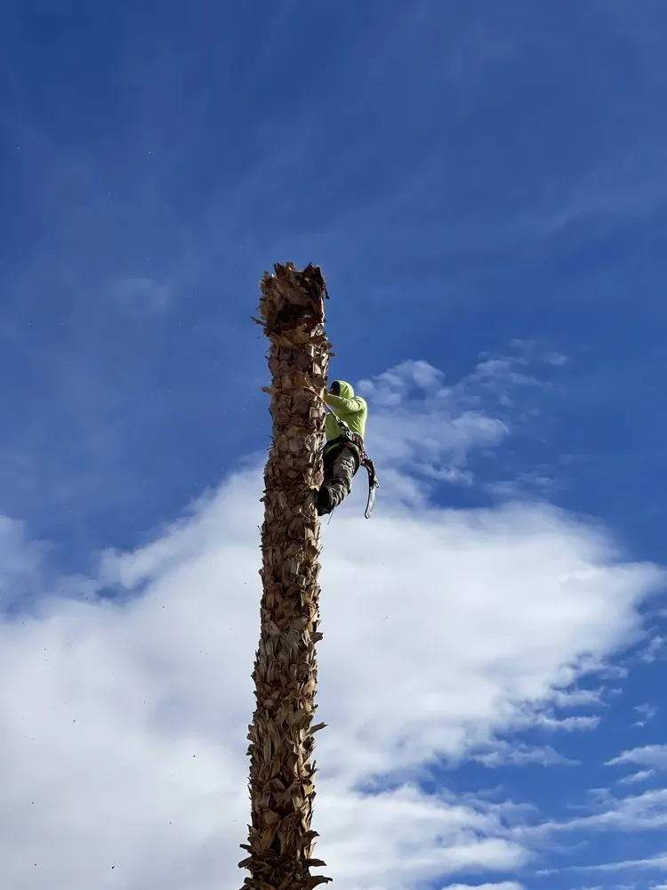 Local residential landscaping in Las Vegas, NV by Natures Personal Landscaping