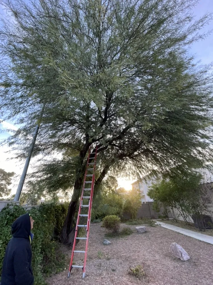 Expert residential landscaping in Las Vegas, NV by Natures Personal Landscaping