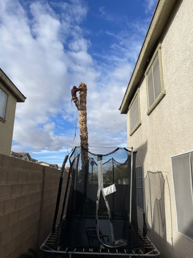 Expert yard maintenance in Las Vegas, NV by Natures Personal Landscaping