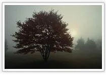 Affordable landscape design in Yonkers, NY by Nature's Rain Organic Lawn Care