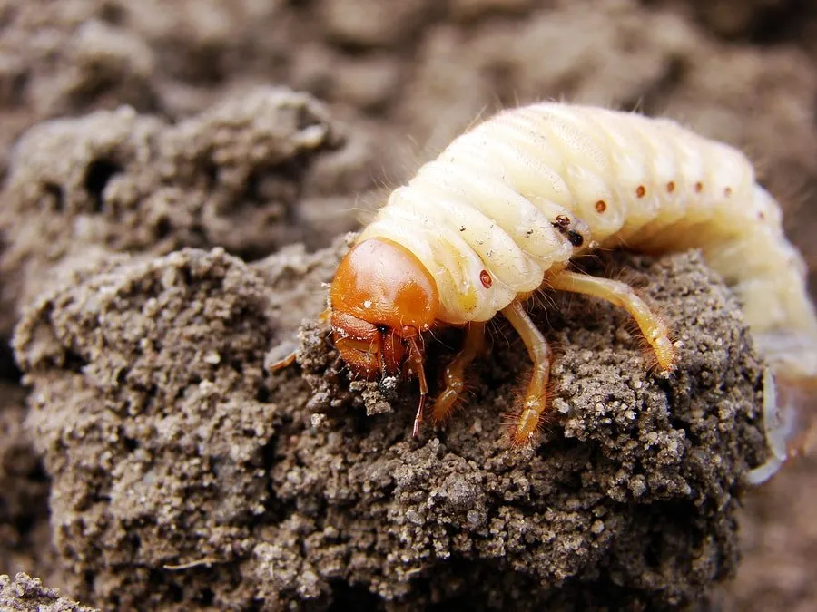 Custom landscape design in Greensboro, NC by Nature's Select®