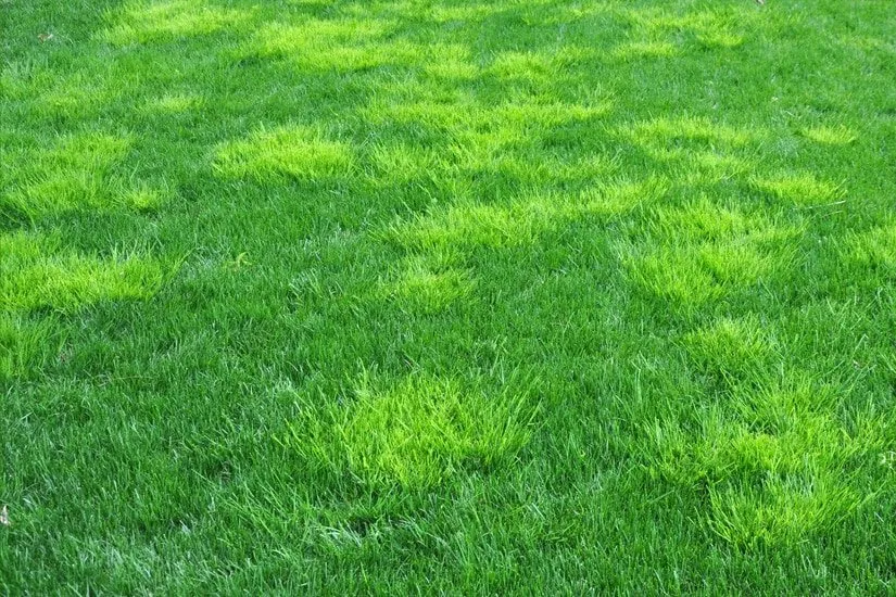 Top-rated outdoor landscaping for homes across Winston-salem, NC - Nature's Select®
