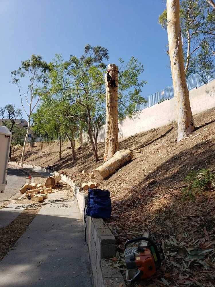 Reliable lawn care service experts serving West Covina, CA - Nature's Tree Service