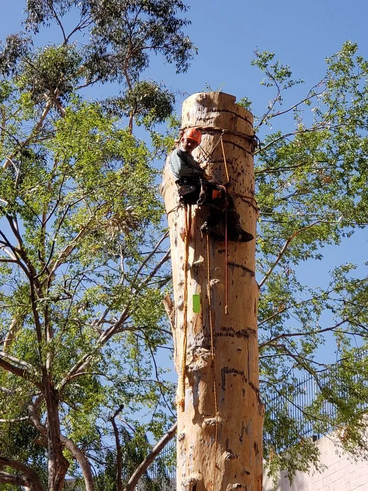 Reliable landscaping services near you in West Covina, CA by Nature's Tree Service