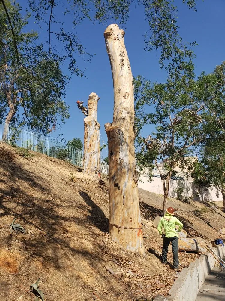 Trusted lawn care service experts serving West Covina, CA - Nature's Tree Service