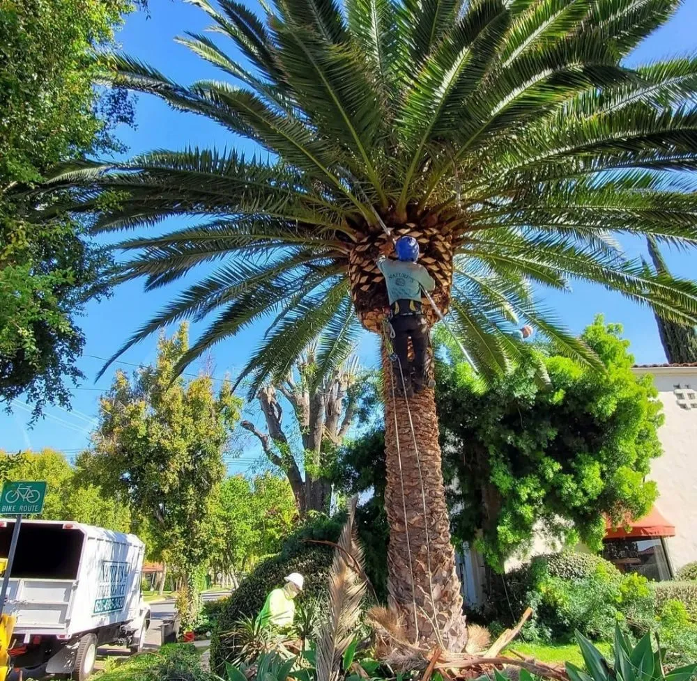 Affordable lawn mowing service experts serving West Covina, CA - Nature's Tree Service