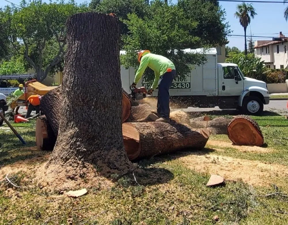 Custom landscape installation for year-round maintenance in West Covina, CA by Nature's Tree Service