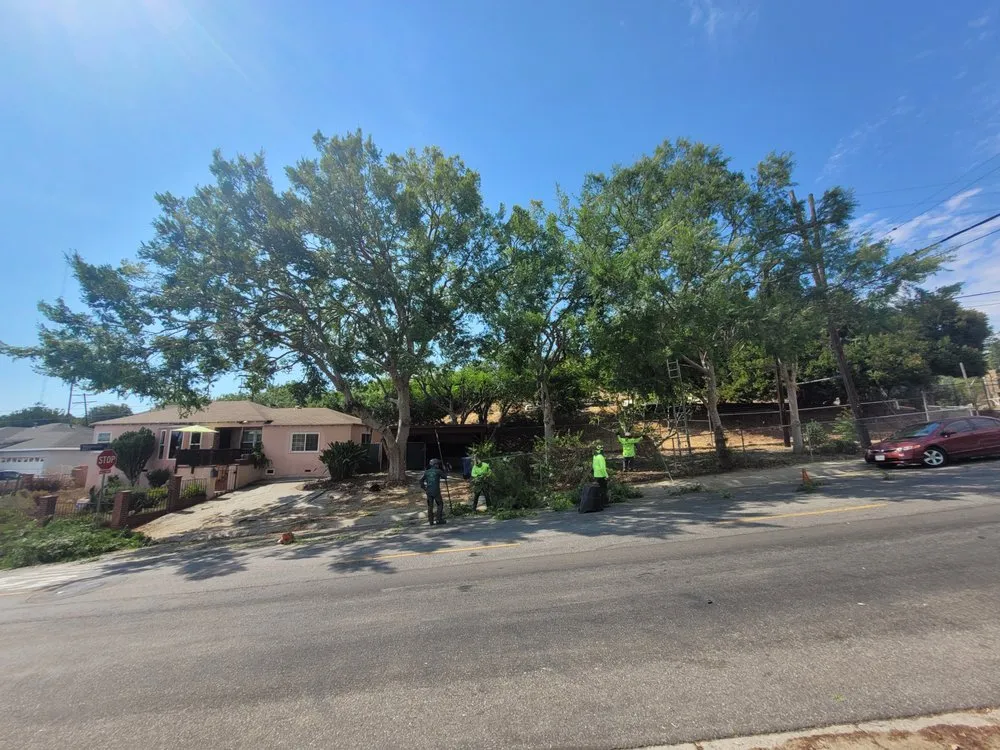 Top-rated landscaping services in Pasadena, CA by Nature’s Tree Services