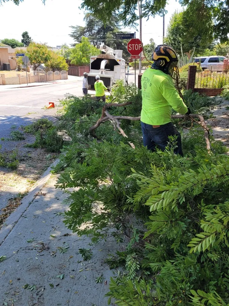 Local landscaping services for beautiful yards across Pasadena, CA - Nature’s Tree Services