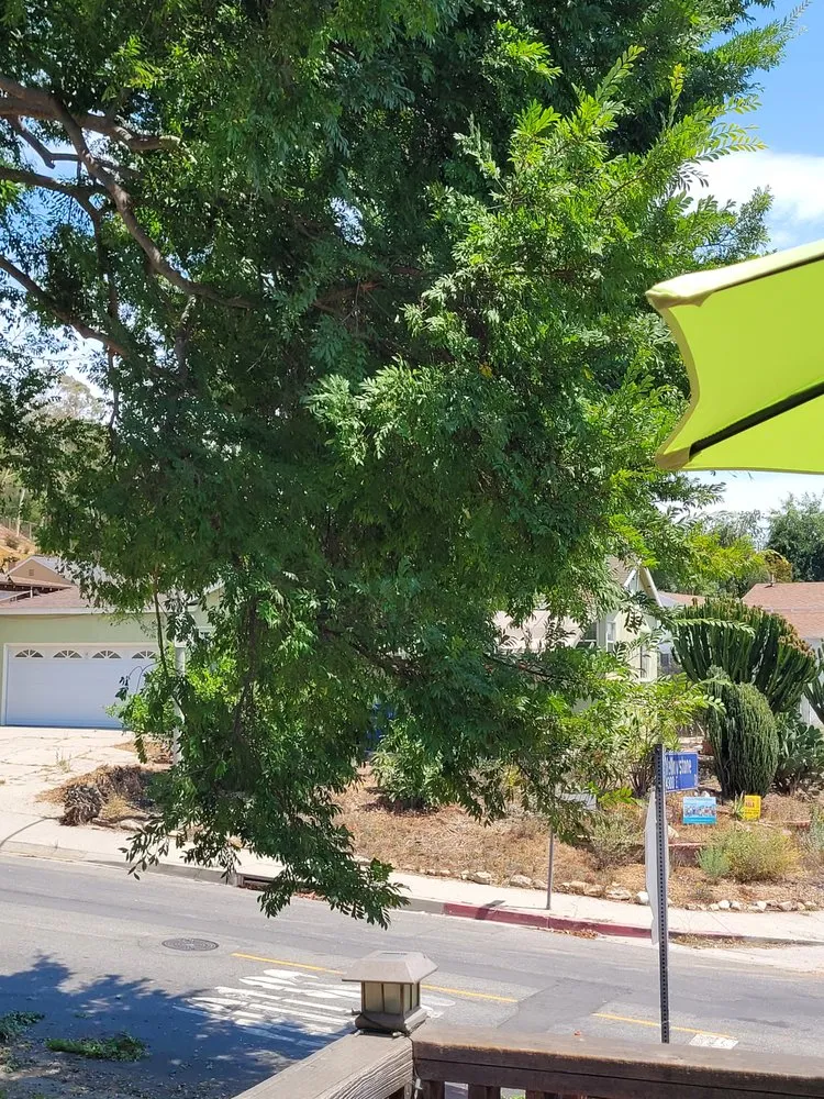 Affordable yard cleanup service in Pasadena, CA by Nature’s Tree Services