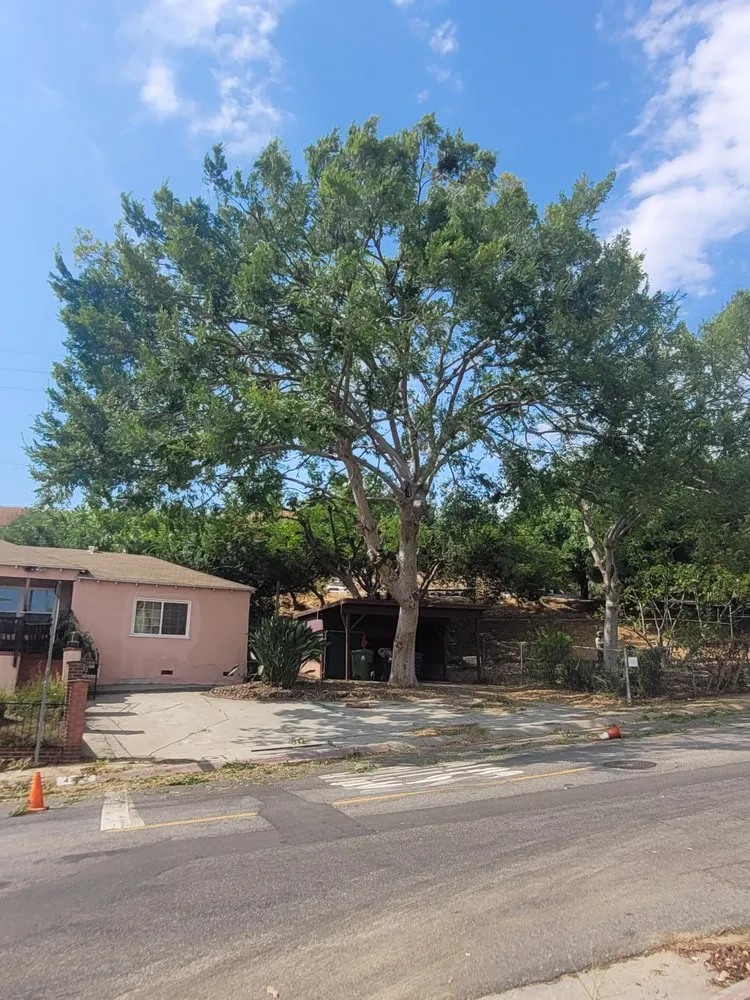 Reliable lawn care service for homes across Pasadena, CA - Nature’s Tree Services