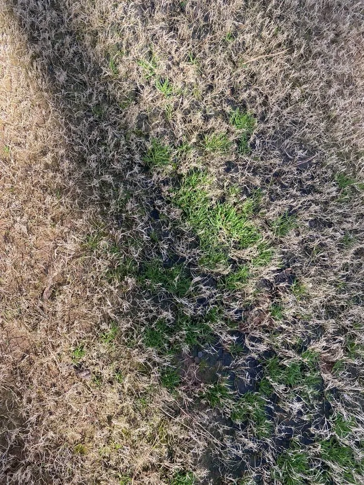 Reliable yard maintenance for residential properties in Fayetteville, GA by Nature's Turf