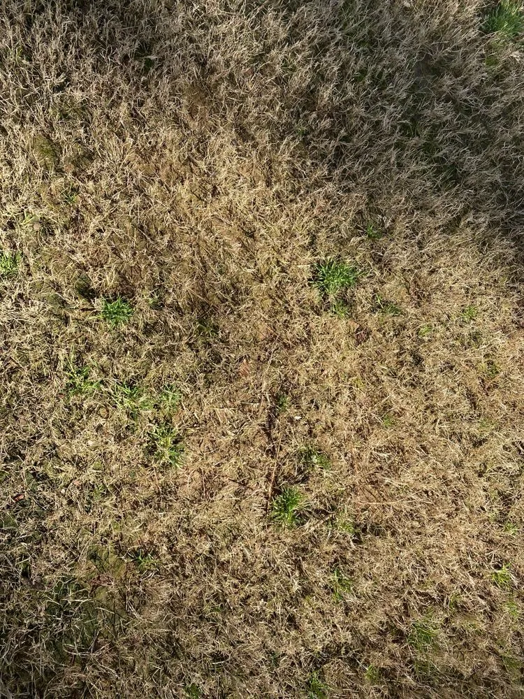 Local yard cleanup service for outdoor upgrades across Fayetteville, GA - Nature's Turf