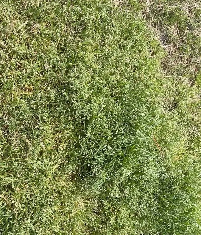 Expert yard maintenance in Fayetteville, GA - Nature's Turf