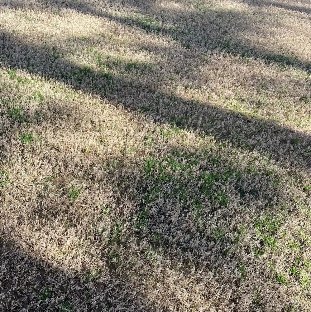 Affordable landscaping services in Fayetteville, GA by Nature's Turf