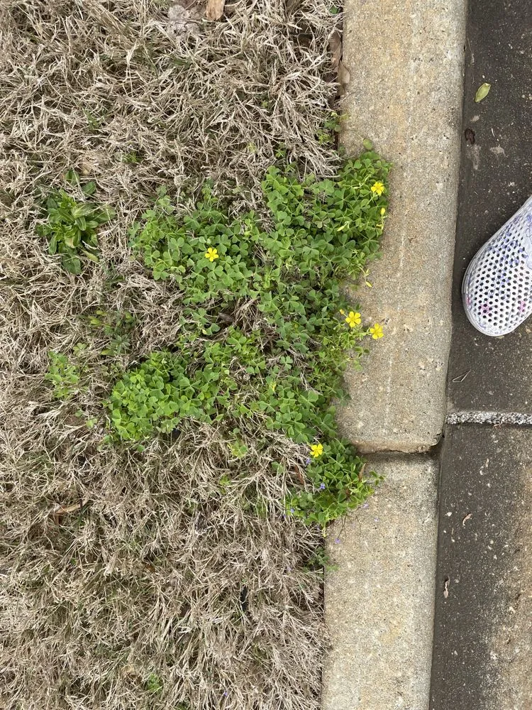 Reliable landscape design experts serving Fayetteville, GA - Nature's Turf