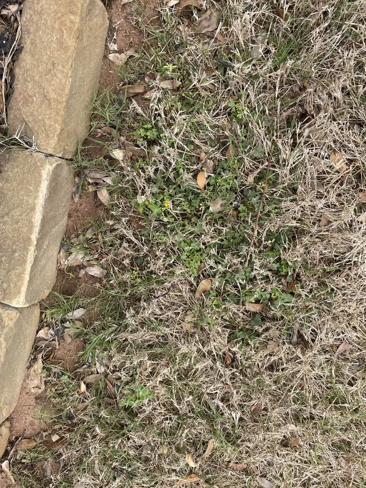 Local yard maintenance near you in Fayetteville, GA by Nature's Turf