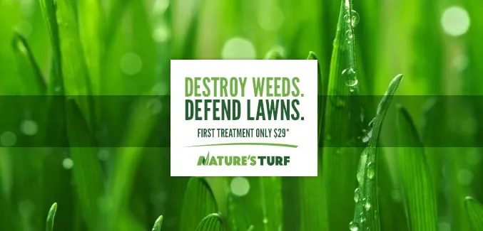 Top-rated yard maintenance in Fayetteville, GA by Nature's Turf