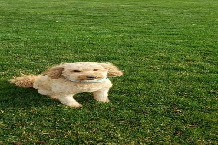 Local outdoor landscaping for beautiful yards across Peotone, IL - Nature's Turf