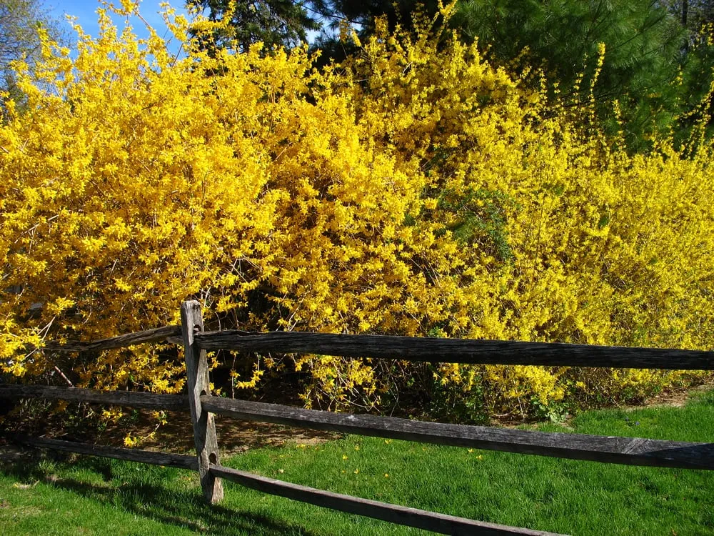 Affordable outdoor landscaping experts serving Kings Park, NY - Nature's Way Horticultural Services Inc