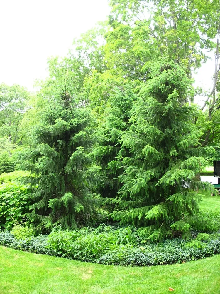 Custom residential landscaping with custom design across Kings Park, NY - Nature's Way Horticultural Services Inc