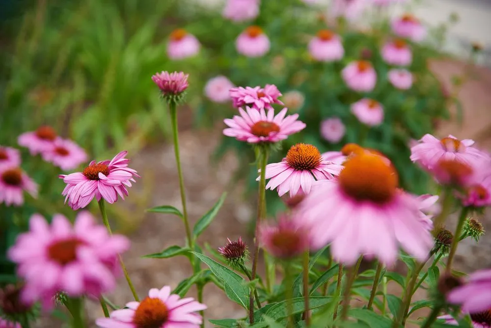 Expert lawn care service in Lafayette, CO by Nature's Way Landscapes