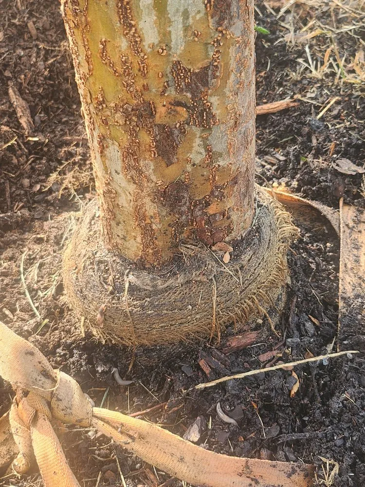 Trusted outdoor landscaping in Laurinburg, NC - Nature's Way Landscaping