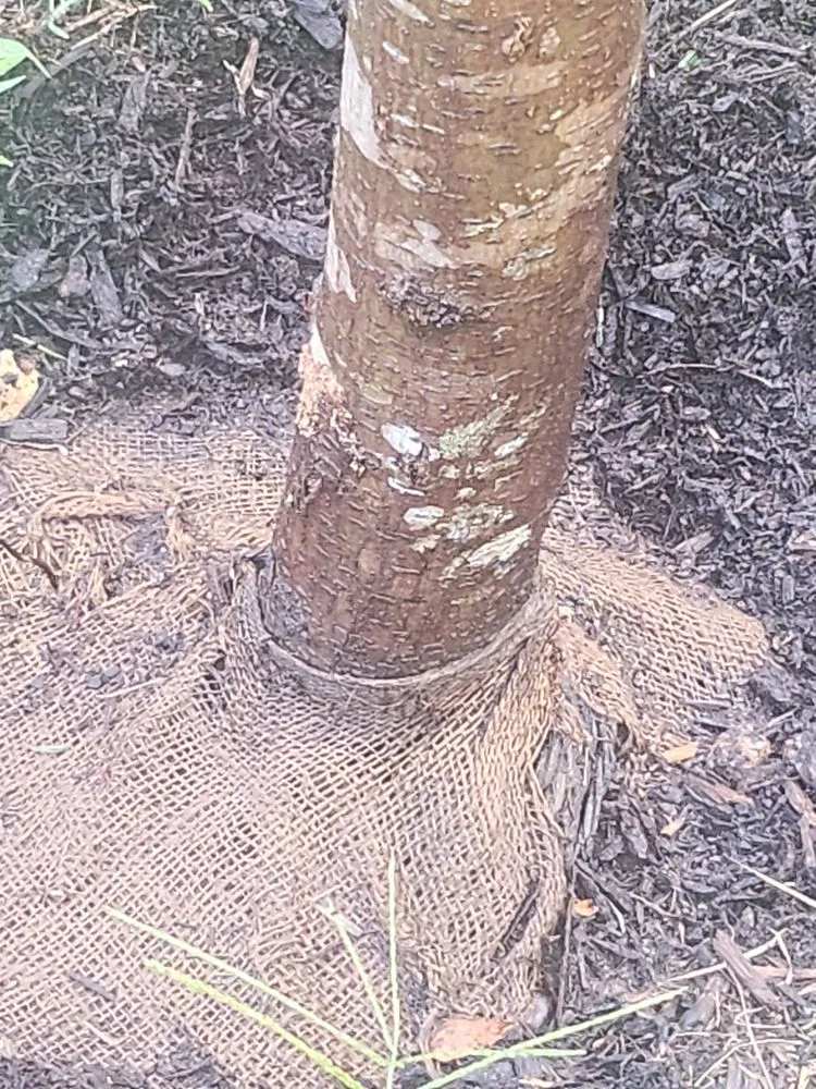 Custom outdoor landscaping experts serving Laurinburg, NC - Nature's Way Landscaping