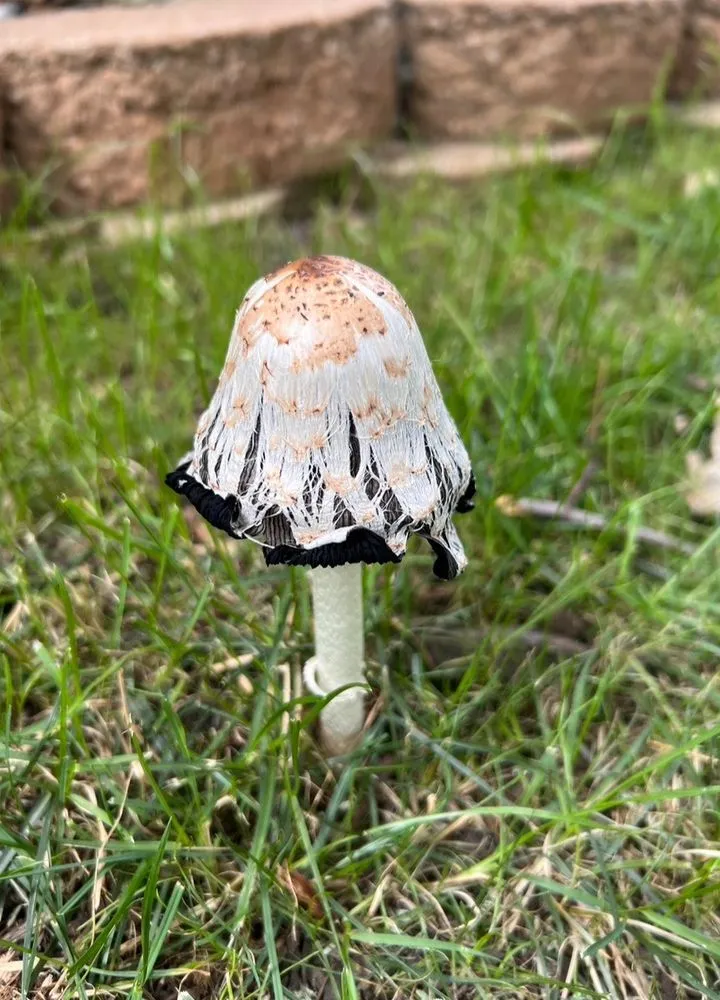 Local landscaping services experts serving Bettendorf, IA - Naturescape