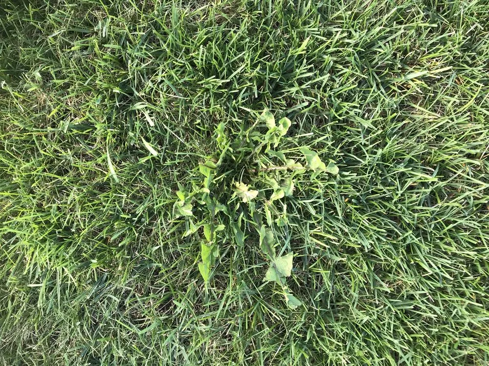 Top-rated yard maintenance near you in De Pere, WI by Naturescape